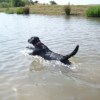 Scout Diving into the Dam at Walkhaven