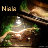 niala