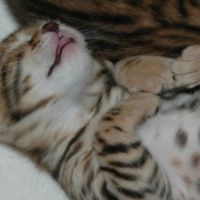 Photo #216911 de Les chatons bengals