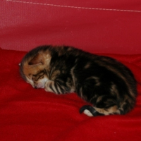 Photo #216912 de Les chatons bengals