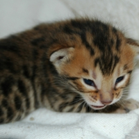 Photo #216913 de Les chatons bengals