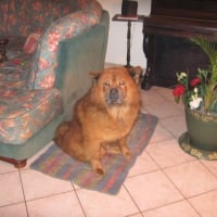 Photo #217356 de Rusty