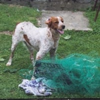 je suis un chien de chasse, j'apprends à me servir d'un filet !