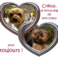 le Minus-Dog de mon coeur !