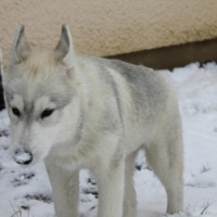 Topaze_dans_la_neige