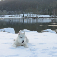 Topaze_dans_la_neige_02