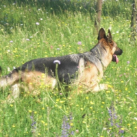 que c'est bon l'herbe haute! j'adore y courir