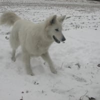 allez, allez... envoye moi une boule de neige!