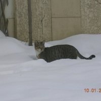 J'adore la neige, je suis un lynx !