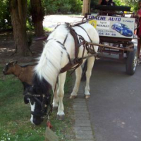 elle en charette dans le parc de notre commune pour des tours au enfants