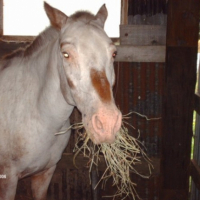 gaby qui mange du foin (il adore)