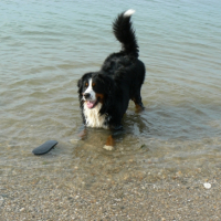 Coeur à la mer