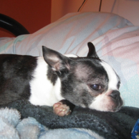 Photo #223170 de Tobby