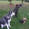 Roxy ( Husky x Berger allemand ), Baxy ( Rott x Labrador ) et Dora ( Yorkshire )