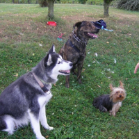 Roxy ( Husky x Berger allemand ), Baxy ( Rott x Labrador ) et Dora ( Yorkshire )