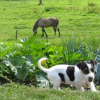 Dans mon jardin