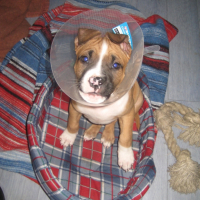 Photo #223934 de Tyson