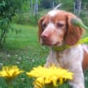 Nala dans l'herbe respire l'odeur des fleurs