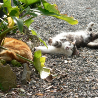 J' vous presente ISIDORE, mon chat voisin