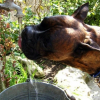 Hummm l'eau fraîche de la fontaine !