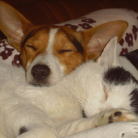 Bonnie et Gribouille au dodo.