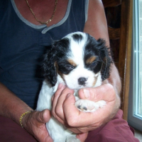 Photo #225287 de Bandit