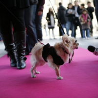 **la star : à l avant 1ere du chihuahua de beverly hills**