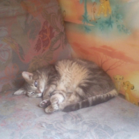 Photo #225769 de Pitou