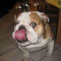 Le Roi des Bulldogs