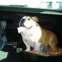 Photo #226111 de Tyson