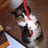 Photo #226466 de Minette