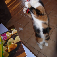 Photo #226467 de Minette