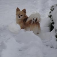 Chichi dans la neige !