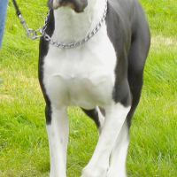 Chouchou à L'education Canine