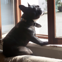 Charly et son passe temps favoris,se prelasser au soleil