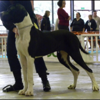 Chouchou en expo à Nantes . Tres prometteur en classe pupy