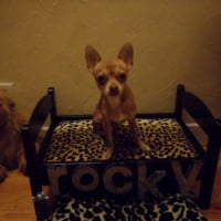 Photo #227321 de Rocky