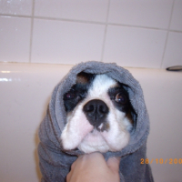 droopy prend son bain