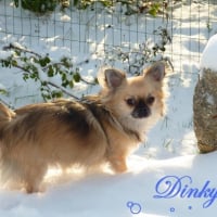 Photo #227938 de Dinky