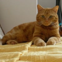 Photo #228663 de Garfield