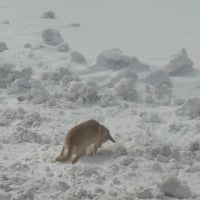 je peux pas le sortir de la neige!!!!