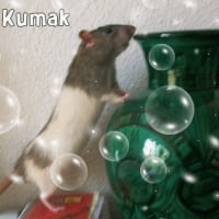 kumak66