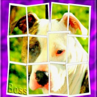 Photo #229540 de Boss