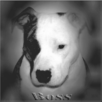 Photo #229546 de Boss