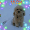 vick