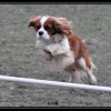 2010_0214_agility_006800-5410e