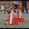 2010_0214_agility_007800-97f55