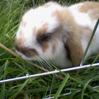 miam miam l'herbe!