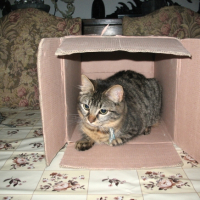 Loulou et sa maison en carton lol