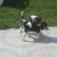 2 des chiots de mon chien